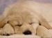 sleeping_puppy.jpg
